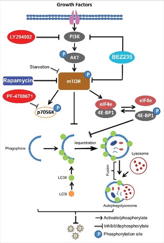 Figure 8. Schematic depicting the PI3K-Akt-mTOR signaling involved in regulating rotavirus replication. Pharmaceutical blocking PI3K-Akt-mTOR pathway inhibits phosphorylation and activation of its downstream targets including p70S6K and 4E-BP1. 4E-BP1 mediates inhibition of mTOR on autophagy machinery via 4E-BP1. Autophagy itself exerts anti-rotavirus effect.