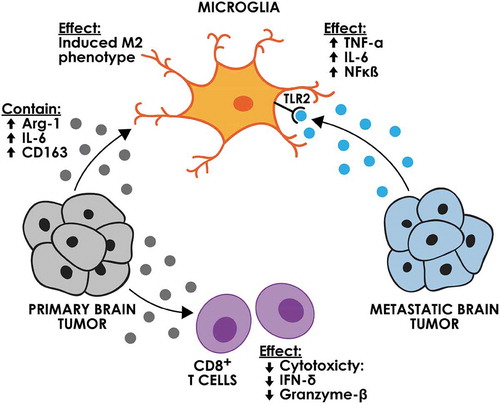 Figure 2. The effect of brain tumour-derived EVs on immune cells. EVs derived from primary brain tumour cells can induce an M2 phenotype in microglia and decrease the cytotoxicity of the CD8 + T cells. Metastatic brain tumour EVs can activate microglia through the TLR receptor.