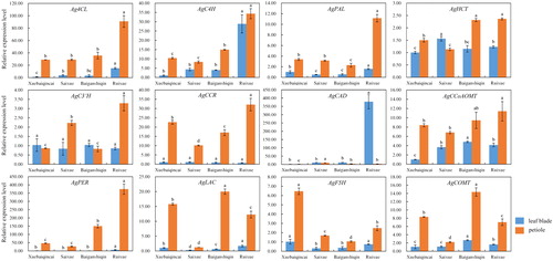 Figure 7. Transcriptional levels of genes involved in lignin biosynthesis in leaf blades and petioles of ‘Xuebaiqincai’, ‘Saixue’, ‘Baiganshiqin’ and ‘Ruixue’.