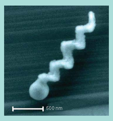 Figure 3. Artificial magnetic nanostructured propeller.Scanning electron microscopy image of an individual glass screw with nanostructured helicity.Reproduced with permission from Citation[3].