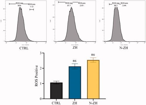 Figure 4. Effect of ZH and N-ZH treatment at the IC50 dose on ROS levels was measured at the cellular level after 48 h. Zein hydrolysate (ZH), Nano-liposomal ZH (N-ZH) Nonsignificant (ns).