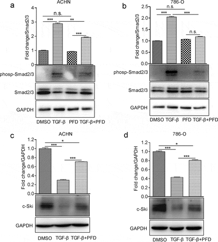 Figure 2. PFD attenuates TGF-β signaling in renal cancer cells.