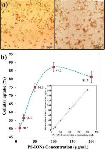 Figure 3 (a) Light microscopy images of the cells (the total magnification was 400 times) exposed to 100 (left) and 200 µg/mL (right) of PS-IONs for 24 hrs. The brown dots show the uptaken nanoparticles. (b) Concentration dependent cellular uptake percentage. The inset shows the amount of PS-IONs uptake (µg/mL) versus initial PS-IONs concentration (µg/mL) in the culture media.