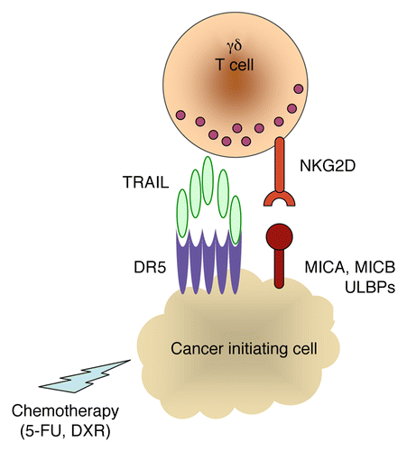 Figure 1. Combinatorial antineoplastic effects of conventional chemotherapy and γδ T cell-based immunotherapy. Commonly used chemotherapeutic agents such as 5-fluorouracil (5-FU) and doxorubicin (DXR) stimulate colon cancer-initiating cells to express increased amounts of death receptor 5 (CR5), rendering them susceptible to the TNF-related apoptosis inducing ligand (TRAIL) dependent cytotoxic activity of Vγ9Vδ2 T cells, following the natural killer group 2 member D (NKG2D)-dependent recognition of stress-induced ligands. MIC, MHC class I polypeptide-related sequence; ULBP, UL16-binding protein.