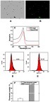 Figure 6 FITC-IgG fluorescent labeling of nano-COM crystals. (A, B) COM crystal images before and after labeling. (C) Ultraviolet–visible absorption spectra of FITC-IgG and its labeled COM solution. (D, E) Flow cytometric analysis histogram of the fluorescent ratio of plain and FITC-IgG fluorescent labeled nano-COM crystals. (F) Fluorescent COM crystal percentage statistics histogram.Abbreviations: COM, calcium oxalate monohydrate; FITC, fluorescein isothiocyanate.