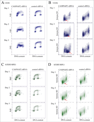 Figure 3. Tumor cells continue to progress in S-phase despite low nucleosome levels induced by CASP8AP2 knockdown. (A, B) Flow cytometry analysis of DNA content, DNA replication and histone H3 levels in siRNA treated cells. Note that tumor cells continue to replicate their DNA slowly (A) for multiple days, despite low amount of histone H3 (red arrowheads) (B). (C, D) Flow cytometry analysis of DNA content, DNA replication (EdU staining) and histone H3 levels in siRNA treated hTERT-RPE1 cells. Note that normal cells arrest in S-phase (C), and show decrease in histone H3 levels in early S-phase (red arrowheads) (D).