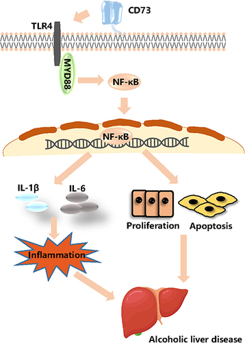 Figure 10 CD73 inhibited the release of inflammatory cytokines and RAW264.7 cell apoptosis through downregulation of the TLR4/MyD88/NF-κB signaling pathway.