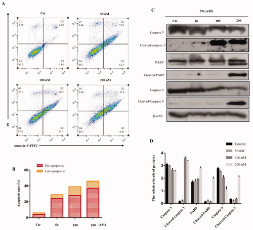 Figure 3. Compound 29e induced apoptosis K562 cells. (A) Apoptosis ratio detection by flow cytometry assays for 48 h. (B) The quantitative analysis of apoptotic rate at early and advanced stages of K562 cells. (C) Western blot analysis of the apoptosis related proteins. (D) The quantitative analysis of the protein levels. The data was presented as the mean ± SD of three independent tests.