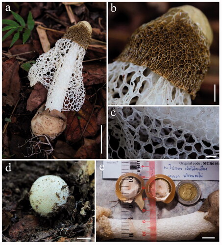 Figure 3. Phallus chiangmaiensis (BBH 47825, holotype). (a) Mature basidiomata. (b) Reticulate cap. (c) Indusium. (d) Immature basidiomata (egg). (e) Pseudostipe and section of immature basidiomata. Scale bars: a = 50 mm, b–e = 10 mm.