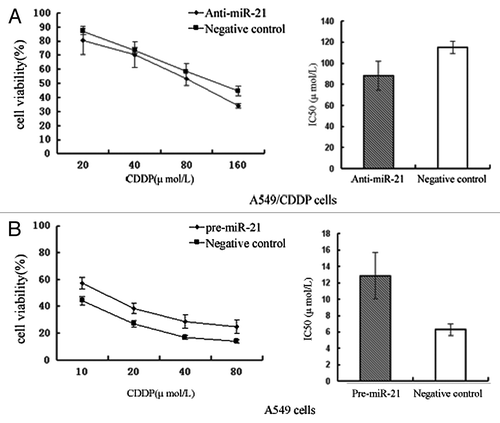 Figure 2. Effects of miR-21 on drug sensitivity of NSCLC cells. (A) Effects of anti-miR-21 on A549/CDDP cells. Transfection of the A549/CDDP cells with anti-miR-21 increases their sensitivity to platinum treatment. (B) Effects of pre-miR-21 on A549 cells. Transfection of the A549 cells with pre-miR-21 decreases their sensitivity to platinum treatment.
