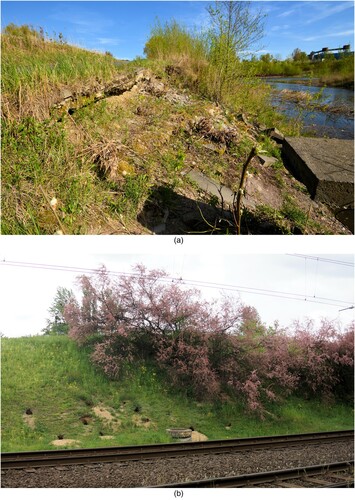 Figure 2. Mass movement hazards in Poznań: A – The slopes of the Warta River valley in the inland port destroyed by a landslide (photo M. Makohonienko); B – foxes burrowing on the excavation slopes of the Poznań Fast Tram route (photo Zb. Zwoliński).