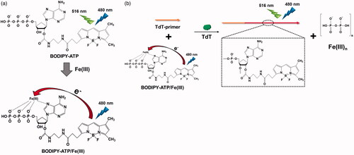 Figure 1. (a) Fe(III)-induced fluorescence quenching of BODIPY-ATP. (b) Schematic illustration of the TdT activity assay utilizing BODIPY-ATP/Fe(III).
