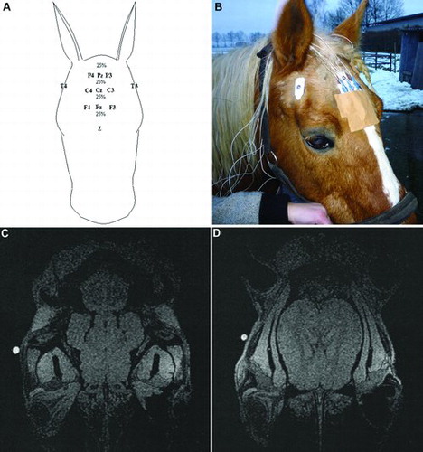 Figure 3. Electrode position based on MRI scan. (a, b) The electrodes are named as follows: F = frontal, C = central, P = parietal and T = temporal. The electrodes on the left side of the horse's head are odd numbered, on the right side even numbered and those on the midline are named ‘z’. The distance between the horizontal electrode rows on the forehead is 25% of the total length. Electrodes F3 and F4 are placed just inside the edges of the location of the brain. (c) Longitudinal view indicating that the capsule (white spot) placed on the processus zygomaticus of the os temporalis was not projected above the cerebrum. (d) Capsule placement on the crista frontalis of the os temporalis projected above the cerebrum.