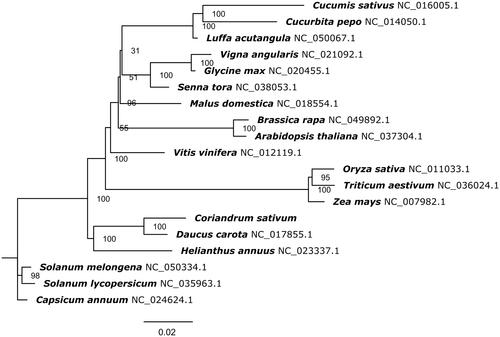 Figure 1. Maximum likelihood tree based on the whole mitochondrial genome from nineteen species. The phylogenetic tree was constructed using RAxML. Numbers on branches were Bootstrap support values (BS).