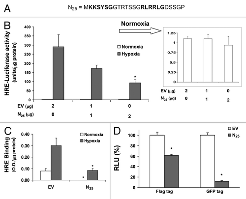 Figure 1. Expression of SEPT9_i1 N25 polypeptide inhibits HIF-1 transcriptional activity. (A) SEPT9 isoform 1 (SEPT9_i1) unique N25 sequence is outlined and the putative bipartite NLS is marked in bold. (B) HEK 293T cells were transiently cotransfected with increasing amounts of Flag-tagged N25 or empty vector (EV) with vector-expressing luciferase under the control of HRE. After 24 h of transfection, the cells were subjected overnight to normoxia or hypoxia and then analyzed by luciferase luminescence assay. Relative luciferase activity, units/μg protein at each assay point. Normoxia results are presented in the inset. Columns, mean (n = 3); bars, SD *p < 0.05 compared with hypoxia of EV. (C) PC-3 cells transiently transfected with Flag-N25 or EV. After 24 h of transfection, the cells were subjected overnight to normoxia or hypoxia and nuclear extracts were then prepared and analyzed for HRE binding using TansFac kit. Activity (O.D.) was normalized to the protein amount at each assay point (O.D./µg protein). Columns, mean (n = 3); bars, SD; *P < 0.05 compared with normoxia and hypoxia of EV, respectively. (D) HEK 293T cells were transiently cotransfected with Flag-N25 or GFP-tagged N25 and their respective EVs together with the HRE-luciferase reporter plasmid. After 24 h, the cells were subjected overnight to hypoxia. Relative luciferase activity (RLU) units/mg protein at each assay point was normalized (%) to the respective EV. Columns, mean (n = 3); bars, SD; *P < 0.05 compared with EV.