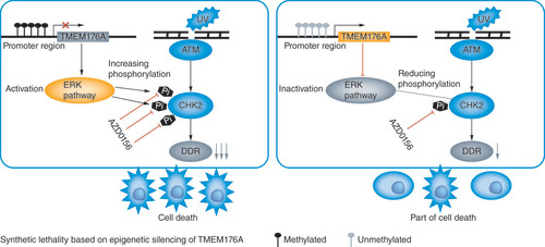 Figure 6. A working model of synthetic lethality for ATM inhibitors and epigenetic silencing TMEM176A in lung cancer cells.
