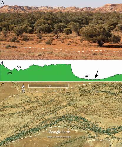 Figure 13. The Neales catchment (Western Rivers landscape zone). (a) Looking NNE across the Arckaringa Creek macrochannel towards the elevated low-relief gibber plain that carries the Neales River lower-order reaches. The trees indicate the extent of the macrochannel, white dashed line is the floodplain-hillslope boundary. Photo point −27.75° 134.60°. (b) Topographic profile of the landscape shown in (a). AC, Arckaringa Creek; NN and SS, the north and south branches of the upper Neales River; arrow indicates photo point; elevation range 180–260 m; width of profile 25 km. (c) Broad diffuse flow paths and discontinuous channel segments in middle-order reaches, upper Neales River (−27.59° 134.78). White dashed lines are floodplain-hillslope boundaries.