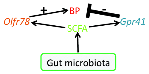 Figure 2. This diagram shows the roles of SCFAs, Olfr78, and Gpr41 in blood pressure (BP) regulation. Figure modified from reference Citation43.