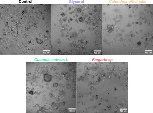 Figure 7. RAW 264.7 cellular morphology after 5 min of exposure with each experimental hand rub disinfectant formulation.