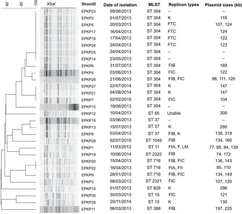 Figure 3 Genetic relatedness, plasmid size, and replicon type of the 30 VAP-inducing EPKP isolates in China.Note: Dendrogram of patterns generated by PFGE.Abbreviations: MLST, multilocus sequence typing; ST, sequence type; –, not detected; VAP, ventilator-associated pneumonia; EPKP, ESBL-producing K. pneumoniae; ESBL, extended-spectrum β-lactamase; PFGE, pulsed-field gel electrophoresis.