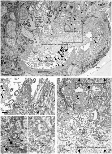 Figure 2. Ingestion of NPs and their internalization in the absorptive cells of the digestive gland. (A) Overview of the distribution of NPs inside the stomach lumen and the adjoined digestive gland. (B) Ingested NPs and bacteria in the proximity of the edge between the gastric shield and the style sac. (C) Entry of an ingested bacterium into an absorptive cell via phagocytosis. (D) Primary phagosome whose marked multi-lobe shape suggests recent fusion of pinosomes. (E) Progressive maturation of the endocytic bodies along their migration from the apical side to the basal side of an absorptive cell (i.e. pinosomes, early heterophagosomes, rounded-shape mature heterophagosomes). Pictures were taken from a grid stained with lead citrate. Arrows indicate NPs. ib: internalized bacterium; b: bacterium; m: mitochondrion; hp: heterophagosome; c: cilium; ld: lipid droplet; rer: rough endoplasmic reticulum.