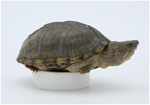 Figure 1. The image of Sternotherus carinatus. This picture was taken by Seung-Min Park.