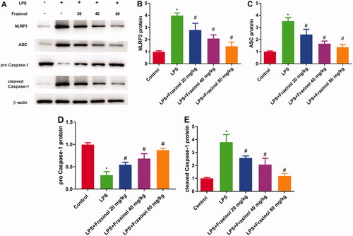 Figure 4. Fraxinol ameliorates LPS-induced NLRP3 inflammasome in mice. (A–E) The protein expression of NLRP3, ASC, pro-caspase-1, and cleaved caspase-1 was measured using Western blot assay. *p < 0.05 vs. Control group; #p < 0.05 vs. LPS group.