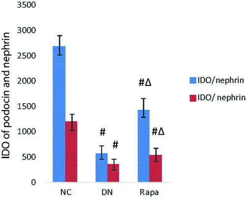 Figure 2. The podocin and nephrin expression in the kidney tissues of the three groups detected by immunohistochemistry.