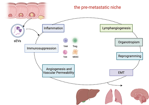 Figure 1. The role of sEVs derived from CRC in the formation of pre-metastatic niche.