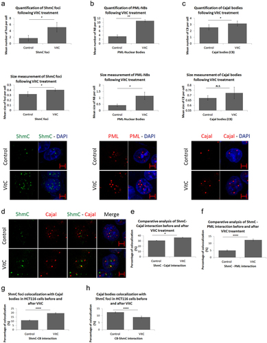 Figure 4. Vitamin C promotes nuclear body biogenesis and enhances co-localization in HCT116 cells. Comparative confocal and post-confocal analysis showing a significant increase, upon VitC treatment, in the number and size of (a) 5hmC foci in 241 cells, (b) PML-NBs in 152 cells, and (c) CBs in 241 cells (n = 3). (d) Immunofluorescence images showing the intracellular distribution pattern of 5hmC foci and Cajal bodies following 500 µM of Vitamin C (n = 3; Scale bar: 5µm). VitC treatment significantly increased the co-localization of 5hmC with PML-NBs and Cajal bodies in (e) and (f) respectively. (g) the co-localization percentage of 5hmC foci with CBs increased by 9% upon VitC treatment however, in (h) the inverse co-localization percentage showed a 3% decrease in CBs co-localization with 5hmC foci in 195 cells. Error bars here represent the standard deviation of means (*p < 0.05; **p < 0.01; ****p < 0.0001; N.S: non-significant).