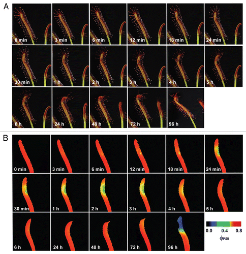 Figure 1 The visible response (A) and the response of effective quantum yield of photochemical energy conversion in photosystem II (ΦPSII, B) of Drosera capensis leaf to prey capture (intact ant Lasius niger). The ant was put on the leaf in time 10 seconds.