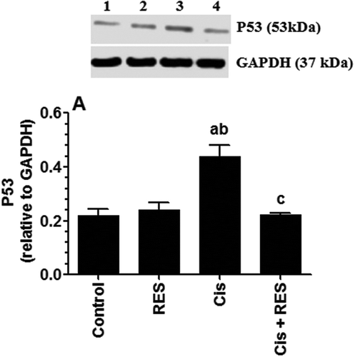 Figure 7. Protein levels of P53 in the testis of all groups of rats. Values are expressed as Mean ± SD for 6 rats in each group as relatively expressed to the reference protein, GAPDH. For western blotting, equal volumes of protein sample (60µg protein/well) were separated by an SDS electrophoresis, transferred to nitrocellulose membrane and then incubated with the primary and corresponding horseradish peroxidase-conjugated antibodies. Antigen-antibody complexes were then visualized using a Pierce ECL kit and images were quantified using Image J software. Values were considered significantly different at p < 0.05. aSignificantly different when compared to the control group (lane 1), bsignificantly different when compared to resveratrol (RES)-treated group (Lane 2) and csignificantly when compared to cisplatin (Cis)-treated group (Lane 3). Lane 4: Cis +RES–treated group.