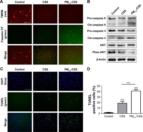 Figure 1 PM2.5 increased the apoptotic responses in cigarette-inflamed HBEpiCs.