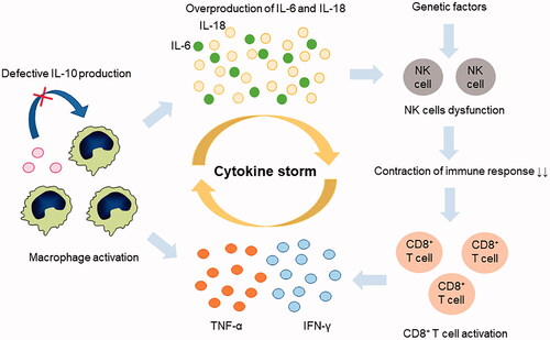 Figure 1. MAS pathophysiology. The immunological feature of macropahge activation syndrome (MAS) is the excessive activation and proliferation of T lymphocytes and macrophages. Overproduction of interleukin (IL)-6 and IL-18, interferon (IFN)-γ, and tumor necrosis factor (TNF)-α, namely, cytokine storm, is closely associated with pathogenesis. In contrast, inadequate production of IL-10, a regulatory cytokine to counter-regulate IFN-γ, might be related to the development of MAS. Heterozygous mutations in causative genes for primary hemophagocytic lymphohistiocytosis related to granule-mediated cytolytic pathway and in vivo exposure highly elevated IL-6 and IL-18 levels and induced natural killer (NK) cell dysfunction and decreased the number of cells.