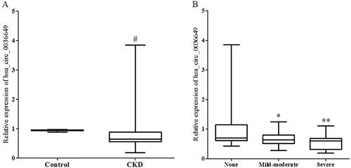 Figure 3. Expression of hsa_circ_0036649 in urine exosomes from CKD patients and healthy control. (A) Expression of hsa_circ_0036649 was significantly decreased in CKD patients compared to healthy controls. (B) In CKD patients, urinary exosomes hsa_circ_0036649 expression was significantly decreased in mild-moderate and severe renal fibrosis patients compared to none fibrosis (#p < .001 vs control; *p = .012 vs none fibrosis; **p = .041 vs mild-moderate, p < .001 vs none fibrosis).