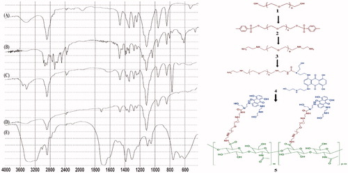 Figure 1. FTIR spectra of (A) PEG, (B) PEG-diTS, (C) bis(EDA)-PEG, (D) MTX-bis(EDA)-PEG, and (E) MTX-EDA-PEG-EDA-HA NPs.