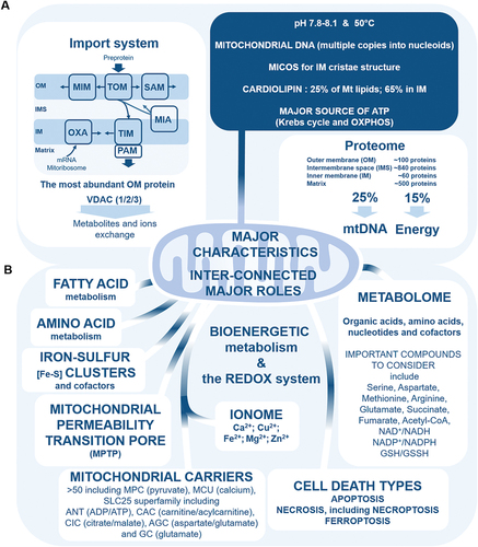 Figure 1. (a) key mitochondrial characteristics. OM, outer membrane; IMS intermembrane space; IM, inner membrane; MIA, IMS import and assembly machinery; MICOS, mitochondrial contact site and cristae organizing system; MIM, mitochondrial inner membrane complex; mtDNA, mitochondrial DNA; OXA, oxidase assembly machinery; OXPHOS, oxidative phosphorylation; PAM, presequence translocase-associated motor; SAM, sorting and assembly machinery; TIM, IM translocase complex; TOM, OM translocase complex. (b) Major inter-connected roles of mitochondria. Major roles of mitochondria are summarized, as well focus improving the understanding of mitochondria functions, namely apoptosis-uncontrolled necrosis-necroptosis-ferroptosis death triangle, amino acid metabolism, fatty acid metabolism, iron-sulfur clusters, ionome, mitochondrial metabolome, and the redox system. AGC, aspartate/glutamate carrier; ANT, adenine nucleotide transporter; CAC, carnitine/acylcarnitine carrier; CIC, citrate carrier; GC, glutamate carrier; MCU, mitochondrial calcium uniporter; MPC, mitochondrial pyruvate carrier; SLC25, solute carrier family 25.