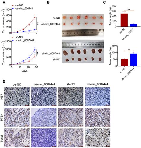 Figure 6 Circ_0007444 inhibited OC growth in vivo. (A) Circ_0007444 decreased the xenograft tumor volume in nude mice. (B) The xenograft tumors in each mice were photographed. (C) Circ_0007444 diminished the xenograft tumor weight in nude mice. (D) According to immunohistochemistry, circ_0007444 decreased Ki67 expression and increased PTEN expression in xenograft tumors. Meanwhile, circ_0007444 facilitated the apoptosis in xenograft tumors based on the Tunel assay. **P<0.01.