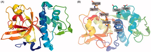 Figure 1. Ribbon drawing of human Cat K and the active sites of Cat K. (A) The overall ribbon structure of human Cat K. The structure is from Protein Data Bank (PDB ID: 5TDI). (B) The residues in active sites of human Cat K.
