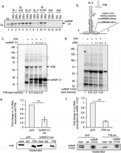 Figure 3. hnRNP C1/C2 displaces PTB at 5ʹUTR. (a) UV crosslinking carried out with recombinant hnRNP C1 protein and radiolabelled 5ʹUTR RNA in the presence of unlabelled RNAs corresponding to the different stem loops of 5ʹUTR. (B) Schematic of stem-loop V and potential binding site of hnRNP C1 on stem-loop V is indicated with respect to the known binding site from SELEX experiments [Citation17]. Grey-shaded region indicated PTB binding site as per earlier report [Citation19]. (c) UV-crosslinking assay with radiolabelled 5ʹUTR and cytoplasmic S10 extracts in the presence of increasing concentration of rhnRNP C1. + = 1 pmole, ++ = 2 pmole, +++ = 3 pmole of protein. Densitometry values representing the PTB band intensity are indicated under each lane. * mark beside the gel image indicates the proteins that did not change upon increasing concentration of hnRNP C1. (d) UV-crosslinking assay with radiolabelled 5ʹUTR and cytoplasmic S10 extracts in the presence of increasing concentration of rPTB. Densitometry values representing the hnRNP C1 band intensity are indicated under each lane. + = 1 pmole, ++ = 2 pmole, +++ = 3 pmole of protein. (e) RNA immuno-precipitation experiment carried out with anti-PTB antibody upon overexpression of hnRNP C1 or vector control (pCDNA3). Cells were transfected with plasmid expressing hnRNP C1 or pCDNA3 vector followed by transfection of CVB3 replicon RNA. This was followed by processing cells for RNA immuno-precipitation with anti-PTB antibody at 8-h post-CVB3 replicon RNA transfection. Fold change in positive-strand RNA associated with PTB upon hnRNP C1 overexpression as compared to pCDNA3 vector is indicated. (f) RNA immuno-precipitation experiment carried out with anti-hnRNP C1/C2 antibody upon overexpression of PTB. Cells were transfected with plasmid expressing PTB or pCDNA3 vector followed by transfection of CVB3 replicon RNA. This was followed by processing cells for RNA immuno-precipitation with anti-hnRNP C1/C2 antibody at 8-h post-CVB3 replicon RNA transfection. Fold change in positive-strand RNA associated with hnRNP C1/C2 upon PTB overexpression as compared to pCDNA3 vector is indicated. ** indicates P <0.01. Two-tailed Students t-test was used for statistical analysis.