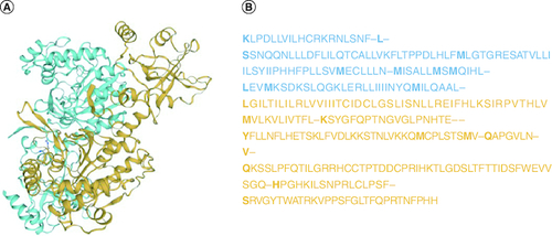 Figure 2. Structure of the SARS-CoV-2 spike receptor-binding domain.(A) 3D structure of receptor-binding domain region of SARS-CoV-2. (B) Nucleotide sequence of receptor-binding domain region in S gene.