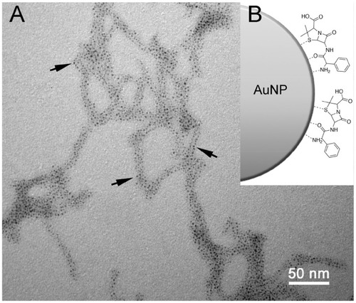 Figure 3 TEM image AuNPs-PEG-RNT functionalized with ampicillin (A), and schematic representation of ampicillin coordination to AuNPs (B). Black arrows point at AuNPs on PEG-RNT surface.Abbreviations: RNT, rosette nanotube; PEG, polyethylene glycol; TEM, transmission electron microscopy; AuNPs, gold nanoparticles.