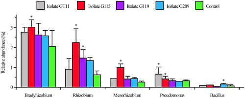 Figure 7. Effect of plant growth promoting bacteria inoculation on relative abundance of beneficial bacteria in ginseng rhizosphere. Values are means ± standard deviation. “*” denote significant differences (p < .05) comparison different inoculated treatment with PGPB and non-inoculated control by Duncan’s test.