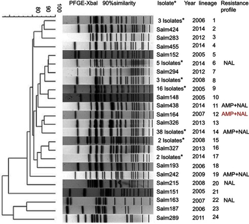 Figure 1 Clonal lineages by PFGE and antimicrobial resistance profiles for S. Typhi isolates collected in eastern China, 2005–2014.Abbreviations: AMP, ampicillin; NAL, nalidixic acid.