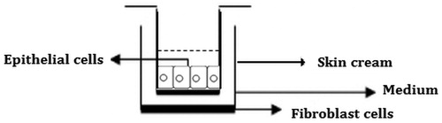 Figure 1. Cell culture insert model.