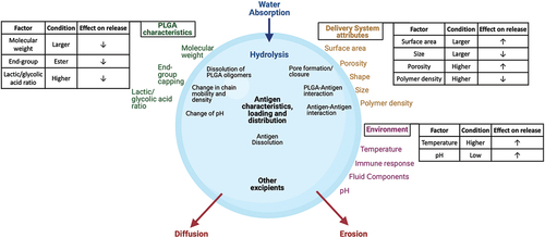 Figure 3. Factors influencing antigen release from PLGA microspheres.