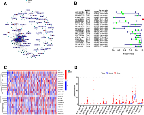 Figure 2 Screening of lactate metabolism-related lncRNAs (LRLs) with prognostic value. (A) Pearson correlation analysis established a co-expression network of lactate metabolism-associated genes (LRG) and lncRNAs. (B) Forest plot of 20 lncRNAs identified as prognostic lactate metabolism-associated lncRNAs in univariate Cox regression analysis. (C) Heat map of the expression of prognosis-related lactate metabolism-related lncRNAs in CC and normal tissues. (D) Box plots of 20 differentially expressed lncRNAs related to lactate metabolism between CC and normal tissues. Normal tissues are shown in blue and tumor tissues are shown in red. (*p < 0.05, **p < 0.01).