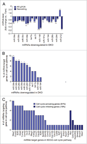Figure 5. miRNAs downregulated in the DKO hearts are enriched for target genes within the cell cycle pathway. (A) Reverse transcription and quantitative PCR (RT-qPCR) was performed to validate miRNA expression values measured by the Nanostring nCounter mouse miRNA panel. Data are represented as the miRNA expression ratio change in DKO mouse hearts compared with controls for each primer using the ΔΔCt method ± s.e.m, n = 3. A significant difference between the mean normalized delta Ct values for the DKO vs. control is indicated by *P ≤ 0.05, **P ≤ 0.01, ***P ≤ 0.001 determined by the Student's t-test. The 11 validated miRNAs correspond to the final miRNA hits extracted from the Nanostring microarray, whereas miR-212 was removed from further analysis. (B) Percent of each miRNA's total target genes found within the cell cycle pathway (*P ≤ 0.05, **P ≤ 0.01). (C) The number of cell cycle activating and inhibiting genes targeted by the 11 miRNA hits.