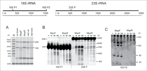 Figure 1. Expression of MazF and MqsR leads to appearance of rRNA fragments. (A) Analysis of RNA samples by capillary electrophoresis. Total RNA was extracted from a log phase culture without toxin induction (no toxin control), the cultures after 2 hours of induction of either MqsR or MazF, and from the 24 h stationary phase cultures of the wt and exo− strains. The same RNA samples were used for preparation of the cDNA libraries for sequencing. (B) and (C). Northern blot analysis of rRNA fragments. Cultures of E. coli BW25113 contained plasmids for MazF and MqsR expression. Toxins were induced and RNA was extracted prior to induction (−1 min) and 15, 60, and 120 min after induction; RNA was separated on a 1.5% agarose (B) or a 6% PAA gel (C), transferred to a membrane, and hybridized with the oligoprobes provided below each panel. The graph at the top shows the location of the probes on the rRNA.