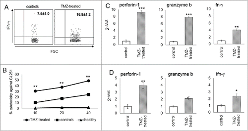 Figure 5. Cytotoxicity of glioma-infiltrating NK cells is promoted by TMZ treatment. (A) IFNγ production in blood NK cells (n = 4/group); p < 0.005. (B) Cytotoxic specificity of peripheral NK cells from naïve mice, TMZ- and vehicle-treated glioma-bearing mice (n = 10/group) against GL261 cells in vitro. Effector:target ratio (E:T) 10:1, 20:1, 40:1. p < 0.001. (C and D) Relative expression of Prf1, GzmB and IFNγ in TILs at early (C) and later time point (D). *p < 0.01; **p < 0.001; ***p < 0.0001.